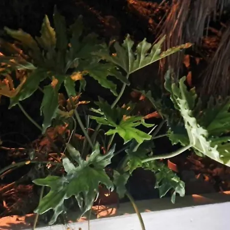 The Cliff Casa Marag 别墅 *